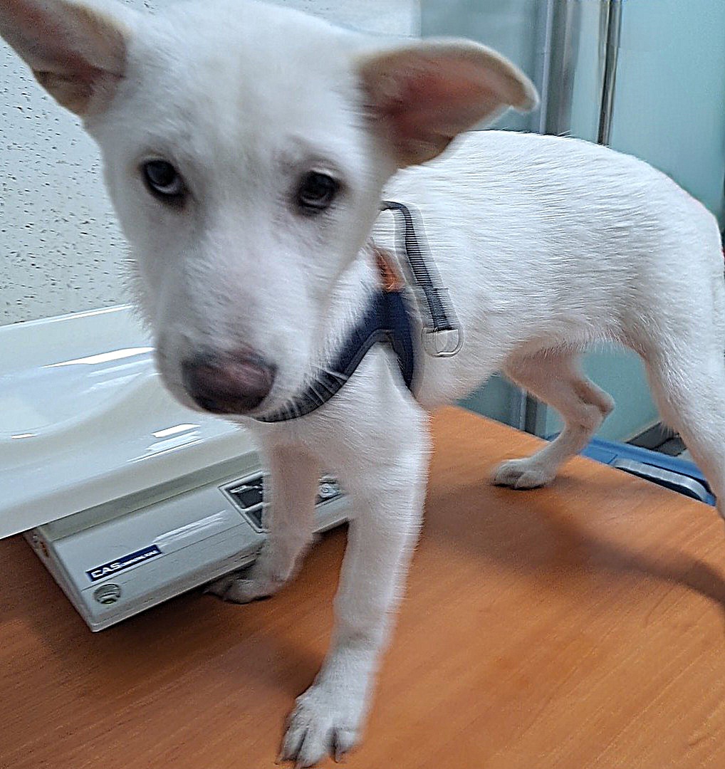 수원시 동물보호센터_441374202300451